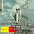 pingvinek a jégen