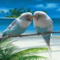 love birds